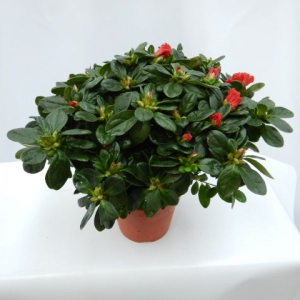 AZALEE POT 14 CM