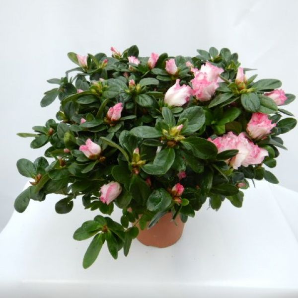 AZALEE POT 17 CM