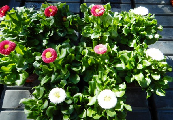 BELLIS