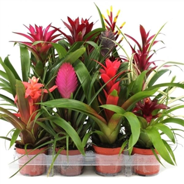 BROMELIA MIX