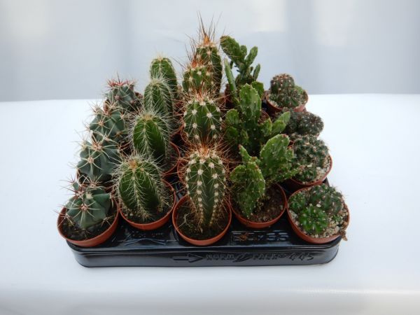 CACTUS MIX