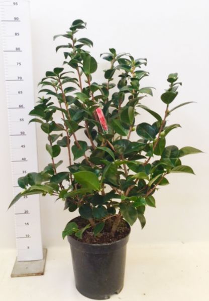 CAMELLIA JAPONICA