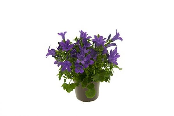 CAMPANULA GET MEE