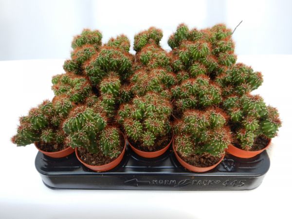 CEREUS PERUVIANUS MONSTRUOSUS