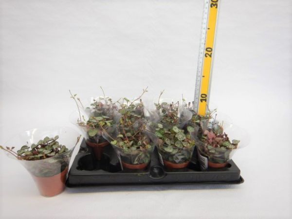 CEROPEGIA WOODII