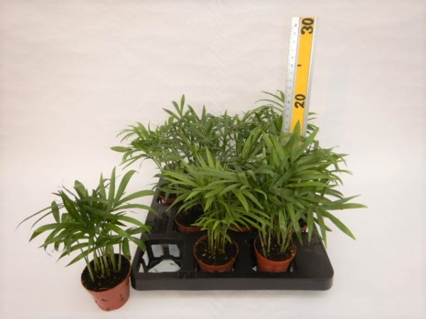 CHAMAEDOREA ELEGANS