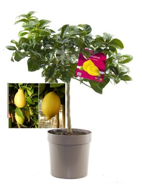 CITRUS LIMON