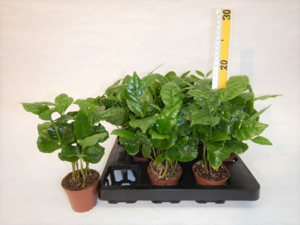 COFFEA ARABICA