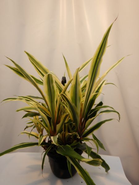 CRYPTANTHUS BROMELIOIDES