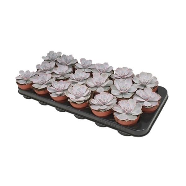 ECHEVERIA LILACINA