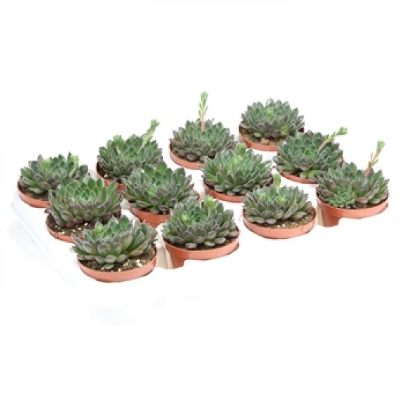 ECHEVERIA SCORPIO