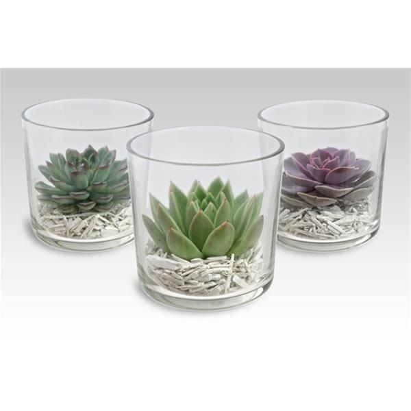 ECHEVERIA VERRE MIX
