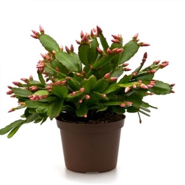EPIPHYLLUM SCHLUMBERGERA
