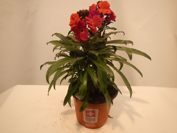 ERYSIMUM