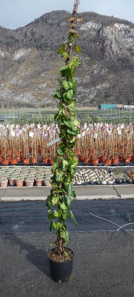 HEDERA SULPHUR HEART