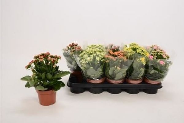 KALANCHOE CALANDIVA
