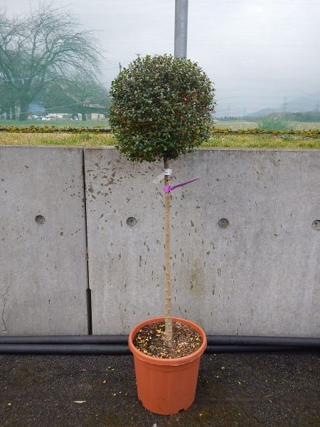 LIGUSTRUM TIGE