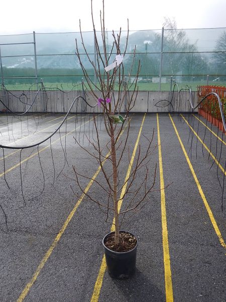 LIQUIDAMBAR STYRACIFLUA