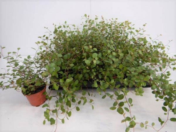 MUEHLENBECKIA COMPLEXA