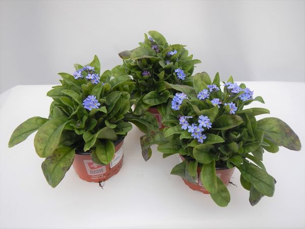 MYOSOTIS