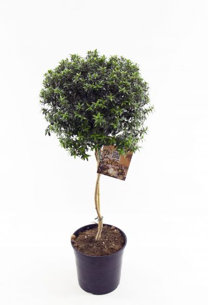 MYRTUS MICROPHYLLA TIGE