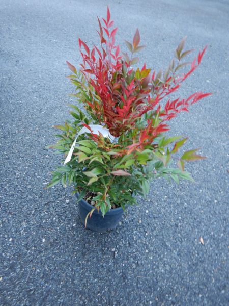 NANDINA DOMESTICA GULF STREAM