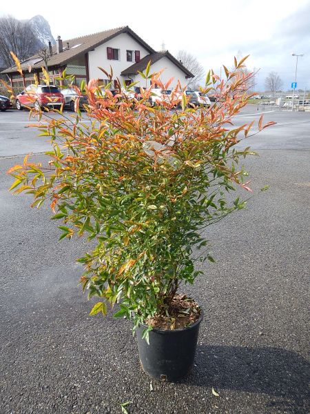 NANDINA DOMESTICA TOUFFE