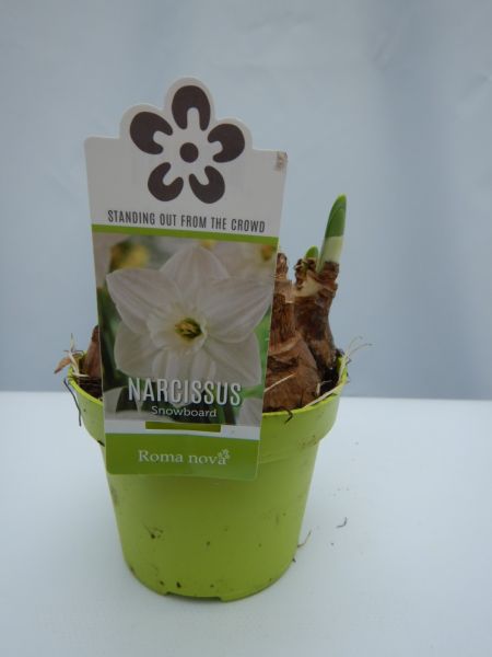 NARCISSUS SNOWBOARD