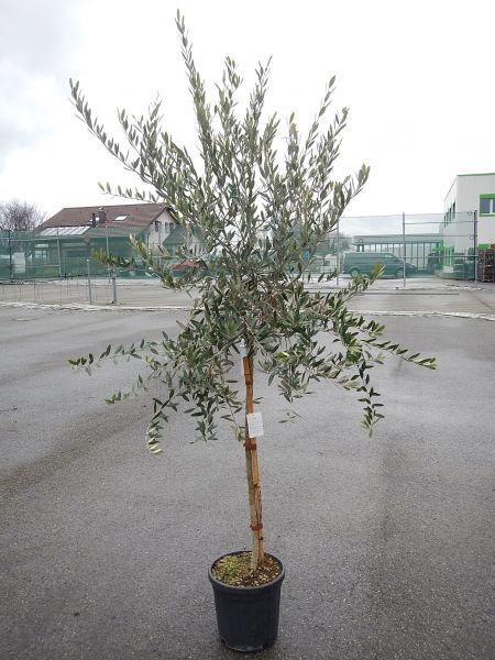 OLEA EUROPAEA