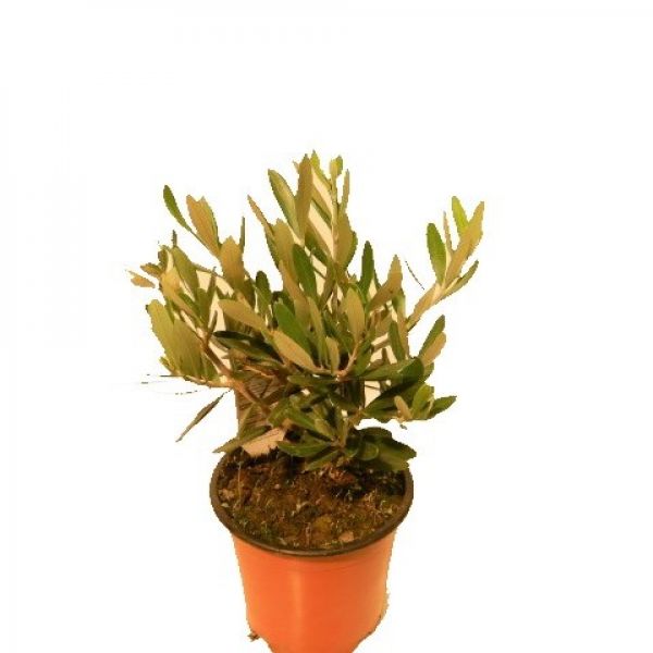 OLEA EUROPAEA BONZAI