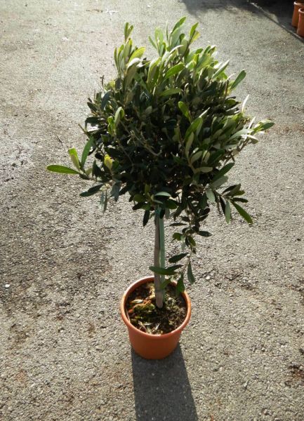 OLEA EUROPAEA TIGE