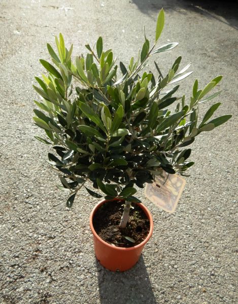 OLEA EUROPAEA TIGE