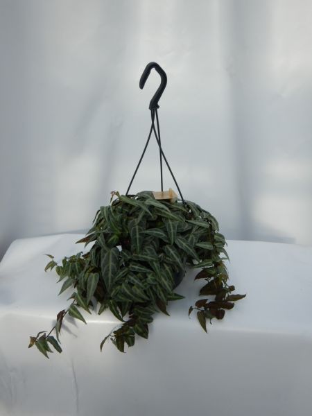 PARTHENOCISSUS AMAZONICA