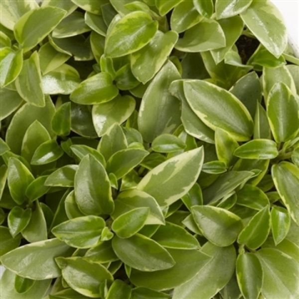 PEPEROMIA PIXIE VARIEGATA