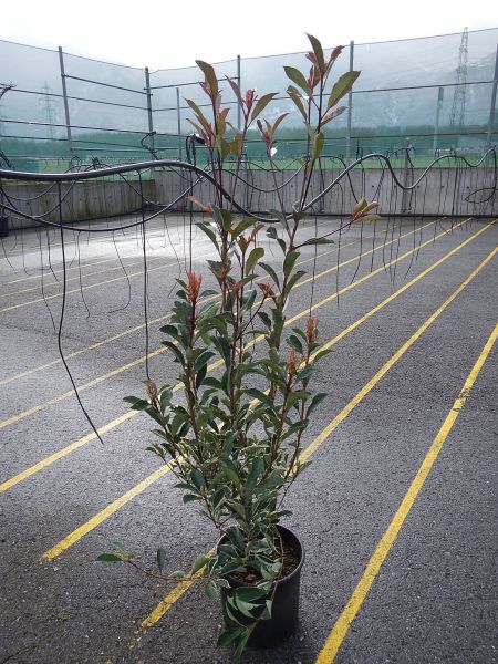 PHOTINIA PINK MARBLE