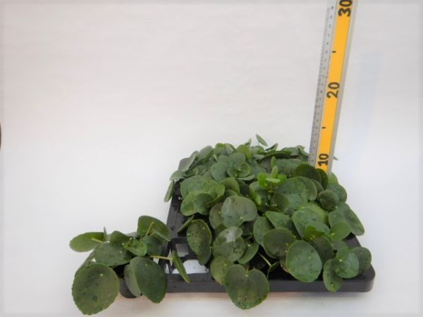 PILLEA PEPEROMIODES