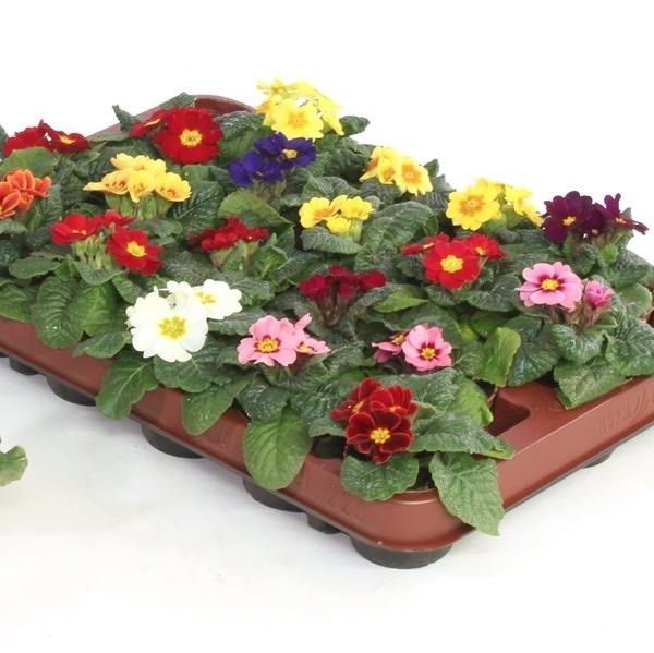 PRIMULA ACAULIS