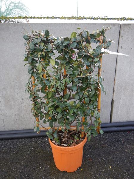 RHYNCHOSPERMUM JASMINOIDES