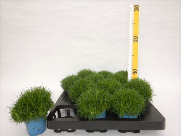 SAGINA PROCUMBENS