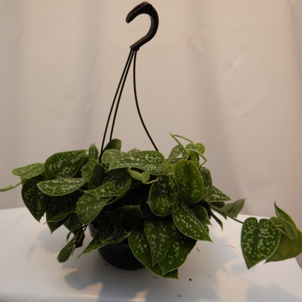 SCINDAPSUS PICTUS