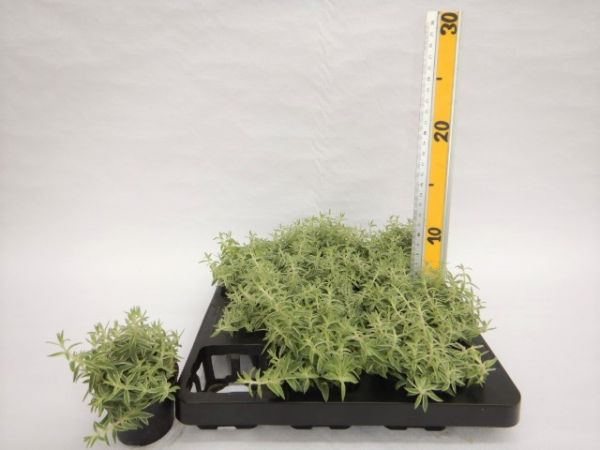 SEDUM LINEARE