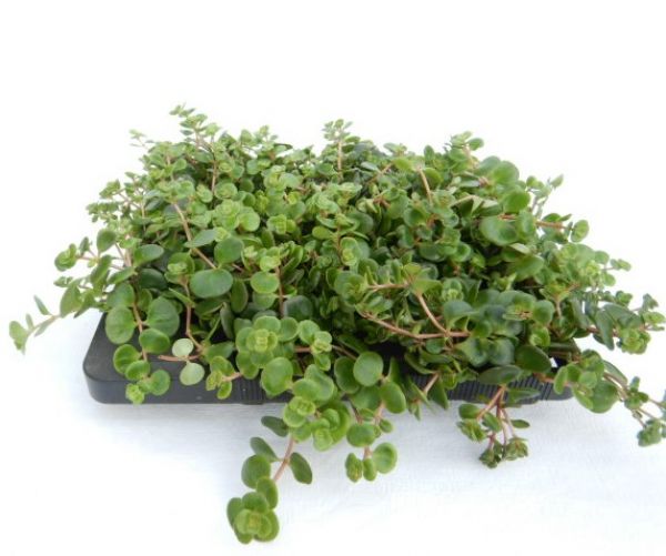 SEDUM MAKINOI
