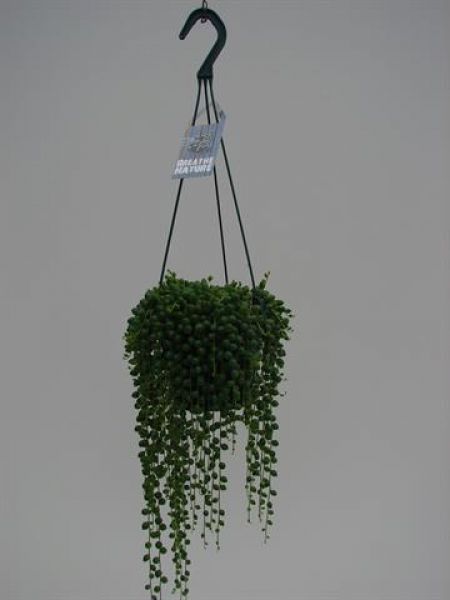 SENECIO ROWLEYANUS