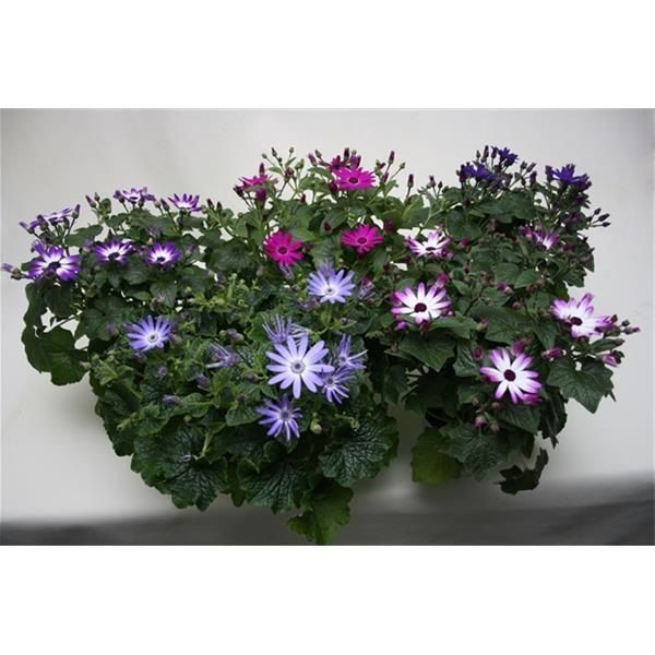 SENECIO SENETTI