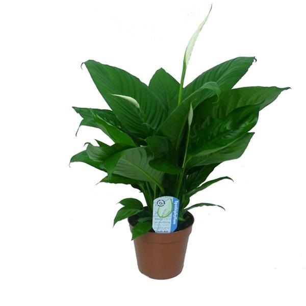 SPATHIPHYLLUM LIMA