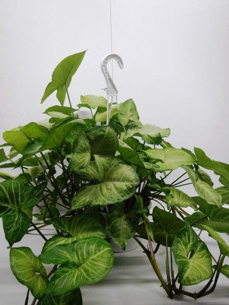 SYNGONIUM BUTTERFLY