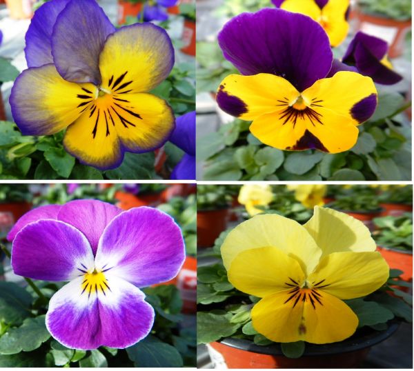 VIOLA CORNUTA