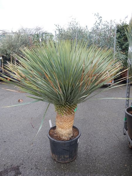 YUCCA ROSTRATA