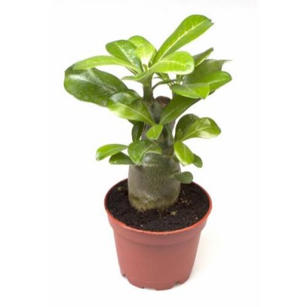 ADENIUM OBESUM