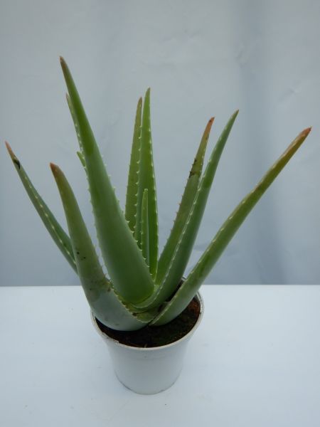 ALOE VERA